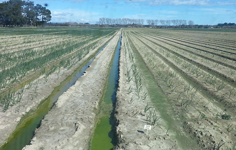 PondingFullFurrows